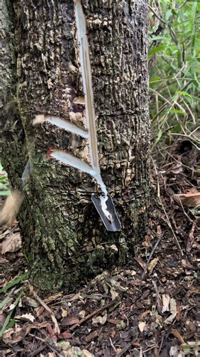 $100 sap charm 😱😱😱 Most satisfying #harvesting #forest #nature #asmr #tree #sap #viralvideo