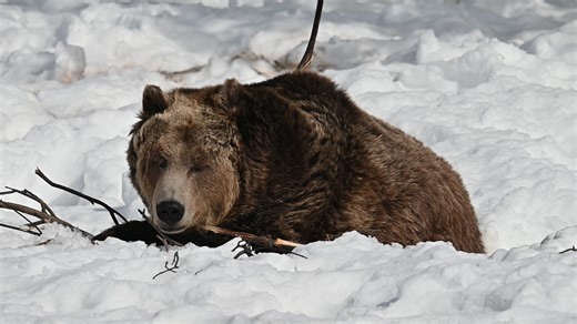 While celebrating the birthdays of the bears, we want to acknowledge our oldest bear, Spirit. As a 30-year-old grizzly bear, Spirit has hit a major milestone! Although a bear would be fortunate to make it to 20 in nature, in human care, the average lifespan of a female grizzly is closer to 25. At the GWDC, we’ve been fortunate to be home to some older bears that have thrived in their senior years, and although Spirit isn’t the only bear that has reached the 30-year mark in our care, that is the 