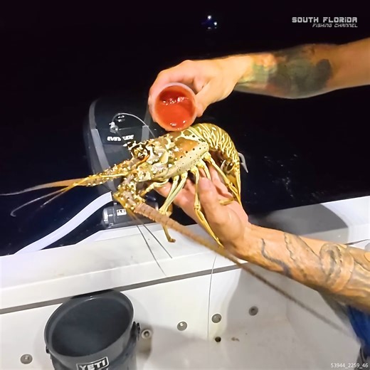 94K views · 1.2K reactions | Using LIVE Lobster for BAIT #lobster #fishingbait #fishingtrip #boattrouble #engineissues #uhoh | South Florida Fishing Channel | Facebook