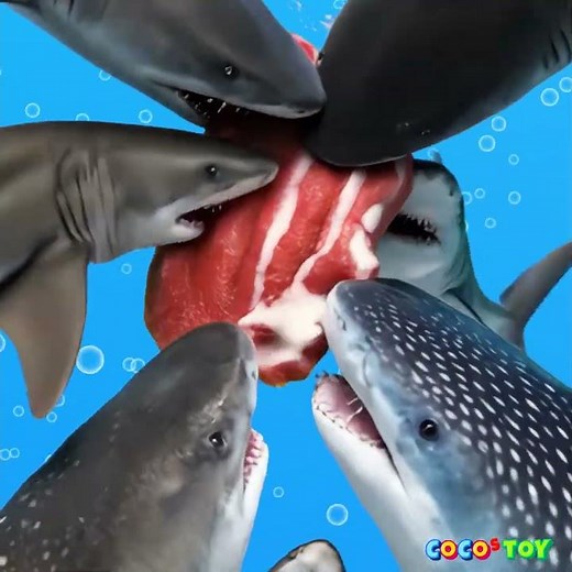 Hungry Sharks! Watching Them Eat Meat! 🦈🍖 #shorts ㅣsharks for kidsㅣCoCosToy