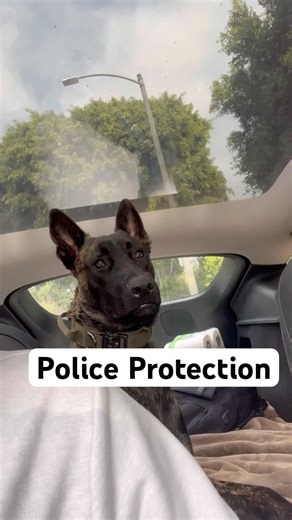 10k Dutch shepherd😈 #k9 #malinois #policedogtraining #puppy #dutchshepherd #police #k9 #training