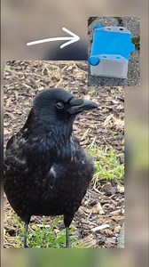 Crow solves a puzzle box for food #crow #birds #crows