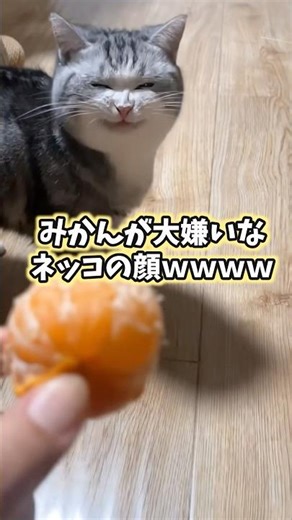 5 cat videos that will make you smile lol #cat #lifewithcats #catvideos #cat #cute #adorable #rel...