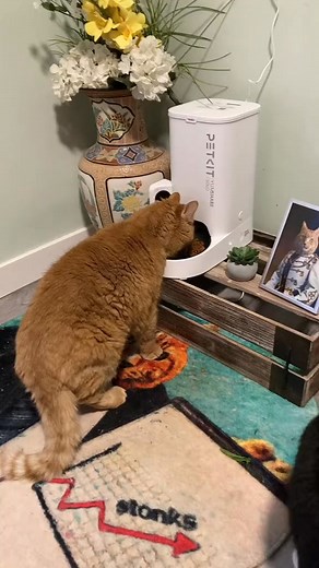 🕖 #routine #catsoftiktok #come #go #unit | Reznor The Cat