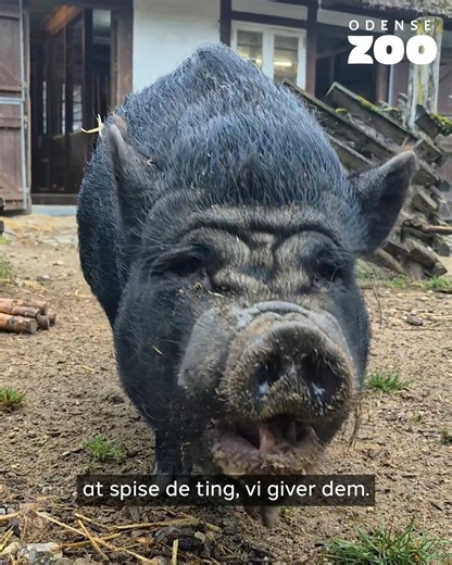 Grisene har fået sig en helt ny udfordring: Dyrepasser Gittes hjemmelavede “vippe-fætter", hvor de skal skubbe, snuse og tænke sig til godbidderne. 🐷🥕 | Odense ZOO