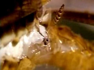 Miracle of Life Part 1