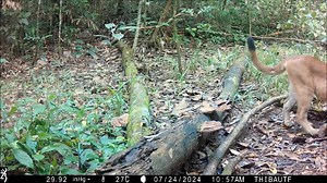 🌍 Journée mondiale de la biodiversité | 22 mai 2025 📍Centre Spatial Guyanais — Là où l’espace et la nature cohabitent... Saviez-vous qu’au cœur de la base spatiale européenne se cache une biodiversité exceptionnelle ? 🐆🌿 Grâce à des pièges photographiques installés sur le site du CSG, notre faune locale se révèle sous un nouveau jour : jaguars, tatous, pécari, oiseaux rares, cabiaï et bien d’autres espèces encore… 🎥 Découvrez en vidéo ces instants sauvages capturés en pleine nature ! Et si 