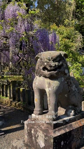 長崎県の穴場の藤の名所｜藤山神社 #国内旅行