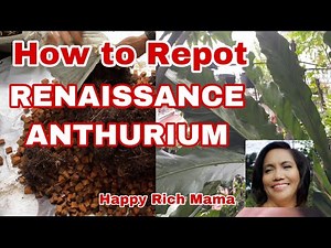 How to Repot RENAISSANCE ANTHURIUM