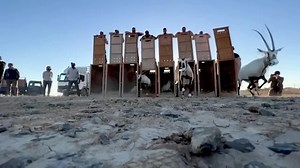 Jordan releases 20 Arabian Oryx into wildlife reserve