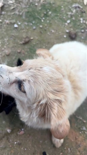 puppy growl #puppy #dog #cute #shortvideo