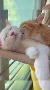 56K views · 1.4K reactions | 殺殺 love | Pets Story | Facebook