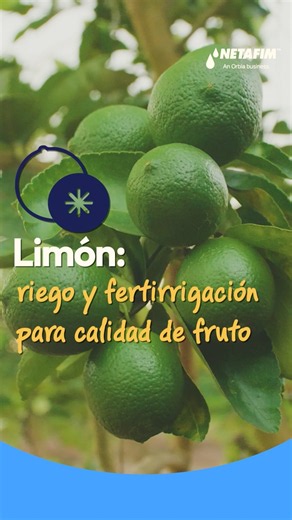 Riego para limón: mayor precisión con DripNet PC™, SuperNet™ y Fertikit™ 5G MX 🍋💧
