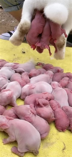 A Guide to Rabbit Raising and Breeding in Agriculture