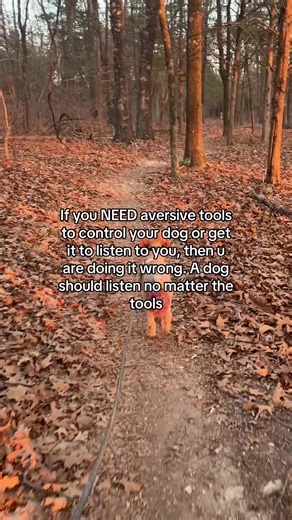 Effective Dog Training Without Aversive Tools