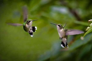 Discover Why Hummingbirds Chase Each Other