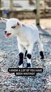 14 reactions · 5 comments | Hey Y’all! Baby Goat Snuggle Sessions are live again!! Come meet and hang out with our newest babies Griffey and Buster!!! Schedule is live on our website, in bio or comments | Pivot Farm | Facebook