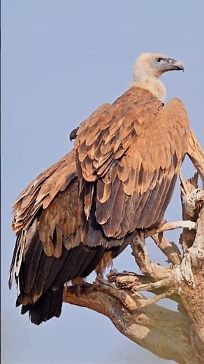 The Majestic Eurasian Griffon Vultures in 4K HDR | 4K Shorts