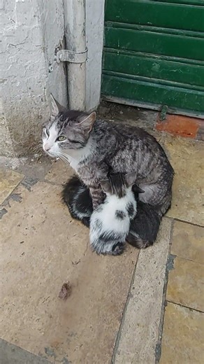 صور تتكلم Des images qui reposent #اكسبلور #maroc #moroccanculture