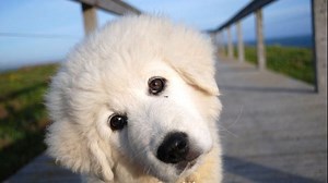 How one Oddball dog saved Middle Island's penguins - ABC Radio National