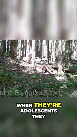 Spot the Difference: Male vs Female Bears