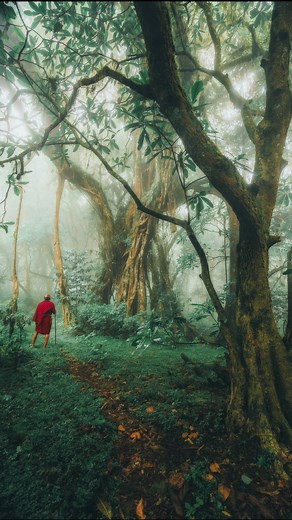 332K views · 213K reactions | Would you follow him… even if you never come back? | Chyulu Hills / @campiyakanzi / Kenya  |  more magical places @giuliogroebert | #forest #travel #forestwalk #nature #naturelovers #foggy #travelinspiration #moody #kenya | Giulio Groebert Photography | Facebook