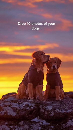 Adorable Dog Moments Captured on Camera