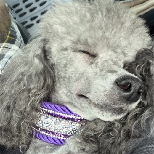 We completely enjoy our sleep Let us see you sleeping beauties!!! ♥️#miniaturepoodle #sleepingdog