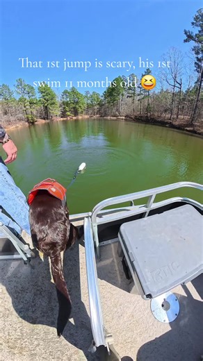 Dog's First Swim Adventure: A Boat Dog's Delight