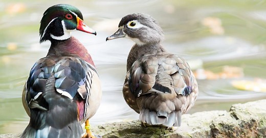 Duck vs Goose: 5 Key Differences for These Birds!