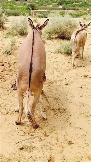 donkey best moment #animals #wildlife #donkey #pets