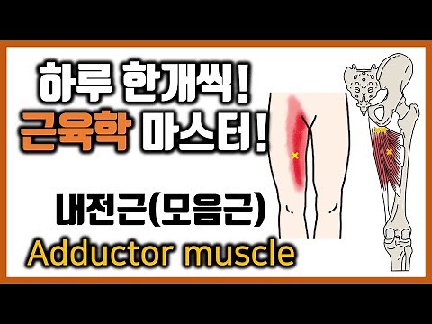 [Healing Move Muscle Science] 6-4. Anatomy and Function of the Adductor Muscles | Adductor Brevis...
