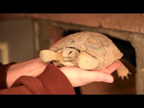 Hibernating Desert Tortoise