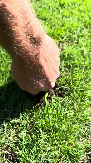 Goosegrass Pull ASMR #lawnasmr #goosegrass #weedpulling #lawncare #thelawncareworkshop