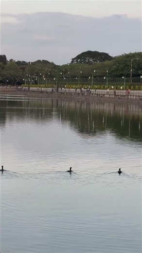 Duck swimming in the water. #joy #garden #Beautiful #duck #swimming #peacefully i#water