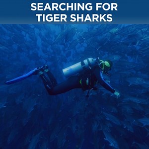The Galapagos Islands are home to Earth’s most beautiful marine life, but where is the tiger shark hiding? 🦈🏝 Tiger Shark Invasion premieres Sunday at 6pm. 👀 | Discovery Channel UK