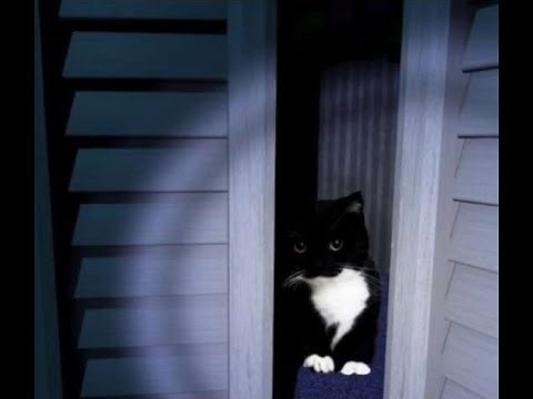 Plethora of Discord Cat Memes v14