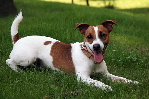 Jack Russell Terrier for Sale | Puppies | Pawrade.com