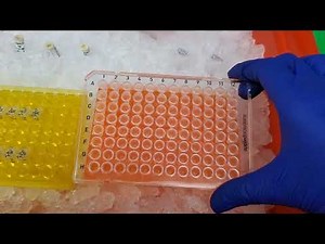 Running qPCR of cDNA
