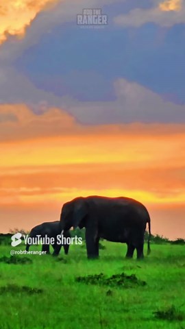 Unbelievable Elephant Drama Under Dramatic Safari Skies
