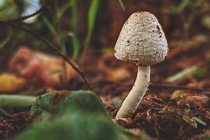 Christian Angermayer Bullish On Psychedelic Sector And Life Extension Technology - Compass Pathways (NASDAQ:CMPS), ATAI Life Sciences (NASDAQ:ATAI)