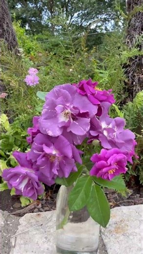 This is Rose’ Rhapsody in blue’ (Frantasia) #gardenerben