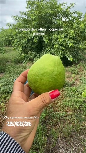 Os vídeos de Socorro Félix (@socorrofelix27) com som original - Banda Vuar