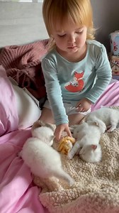 30K views · 807 reactions | We can't wake the kittens | Pearl and Srag | Facebook