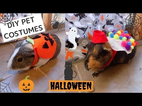 Guinea Pig Halloween Costumes