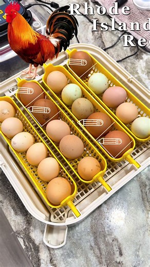 Incubator Reload! Multiple Breeds! #youngfarmer #incubation #breeds #backyardchickens #youngentrepreneur