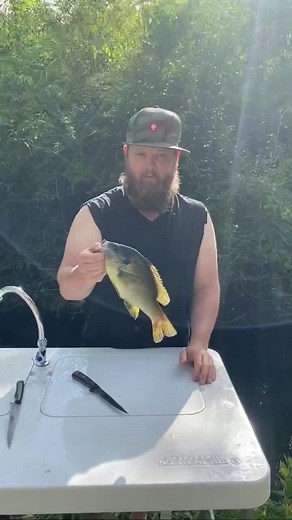 316K views · 779 reactions | Let’s fillet a big Shellcracker!! Using one of my low flex sawblade fillet knives… I use this same tactic even on bigger fish… makes for a cleaner method as well as keeping your blade sharper longer! #fishing #fishinglife #panfish #fishingaddict #outdoors #bladesmith #bladesmithing | Pirate Forge | Facebook
