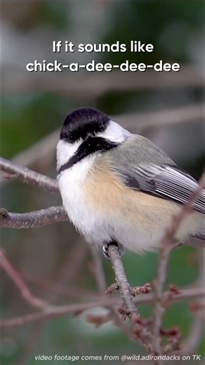 PeckPerk on Instagram: "If it sounds like chick-a-dee-dee-dee or “cheese-burger,” it’s a Black-capped Chickadee. We’re PeckPerk. Smart bird feeders, app-connected—so birds come closer, wherever you are. #peckperk #birds"