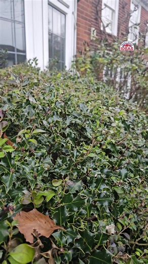 57K views · 125 reactions | Spring garden cleanup just got easier! ✨ With Guard Gloves, tackle tough tasks without fear of cuts, scrapes, or stings. 理 The extra-long sleeve protects up to your elbow, while breathable, cut-proof fabric keeps you comfy—even in the prickliest situations!  | Must Have Ideas UK | Facebook