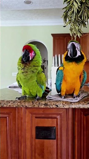 Macaw parrot #birds #parrot #macaw